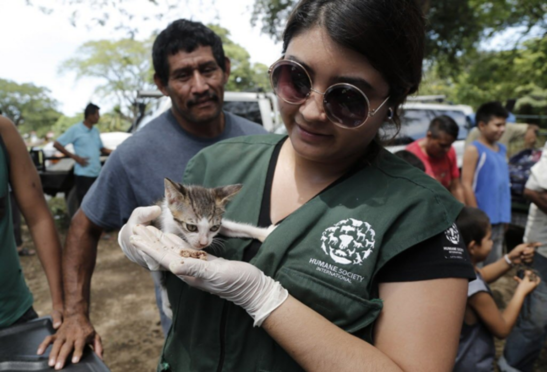 Frau in Uniform von Humane Society International füttert eine Katze
