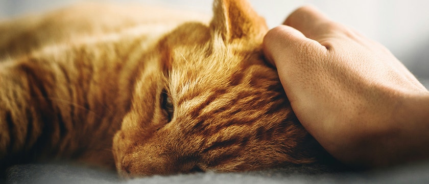 Durchfall bei Katzen: Ursachen, Prävention und Pflege