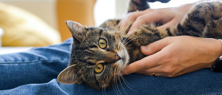 ATAXIE BEI KATZEN - TIPPS UND INFORMATIONEN