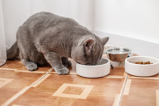 Katze frisst aus weißem Napf