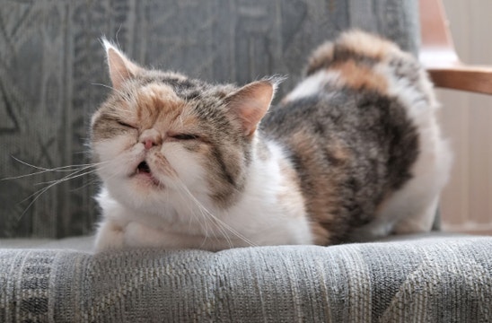 Eine kleine rollige Katze sitzt in einem Sessel