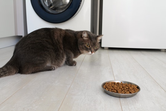 Katze verweigert Futter