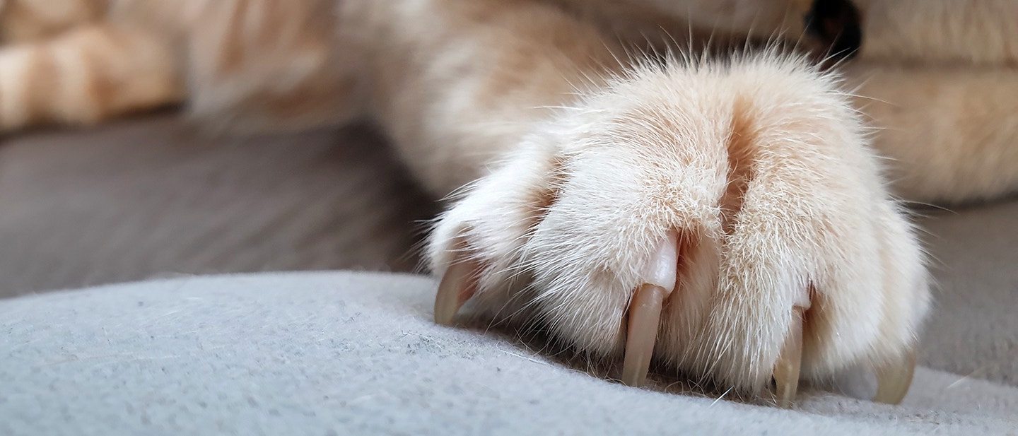 KRALLEN SCHNEIDEN BEI KATZEN: SO GEHT'S