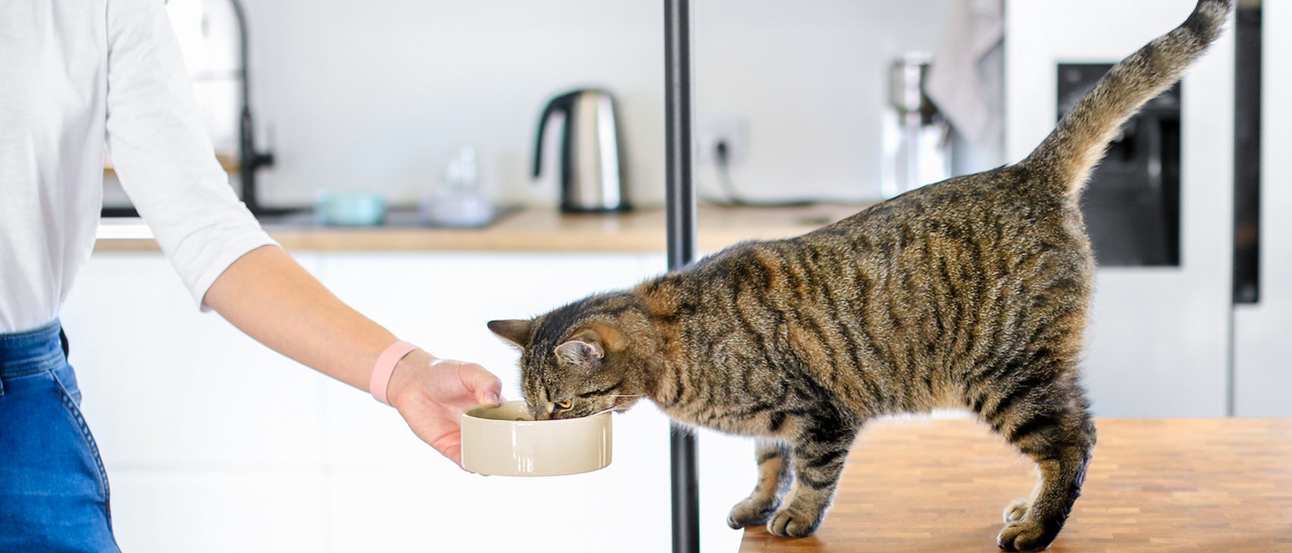 WIE OFT SOLL ICH MEINE KATZE FÜTTERN?