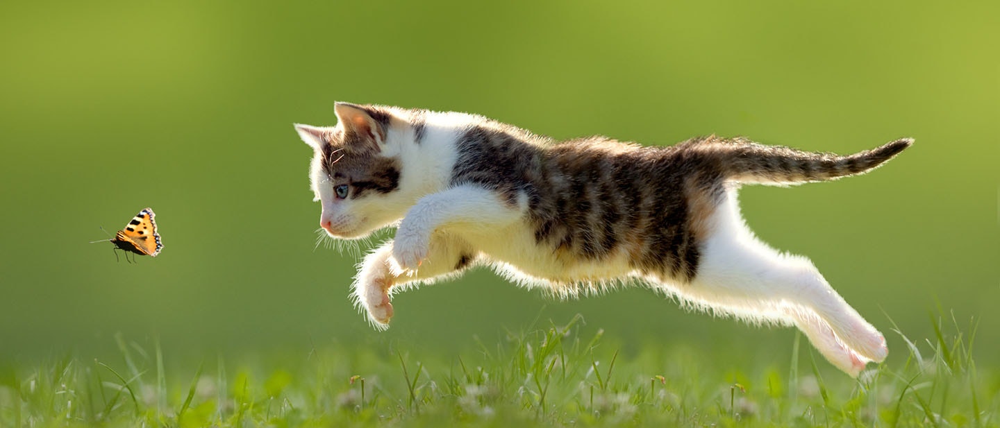 FREILAUF ODER WOHNUNGSHALTUNG FÜR IHRE KATZE: DIE BESTE ENTSCHEIDUNG FÜR SIE UND IHRE FAMILIE
