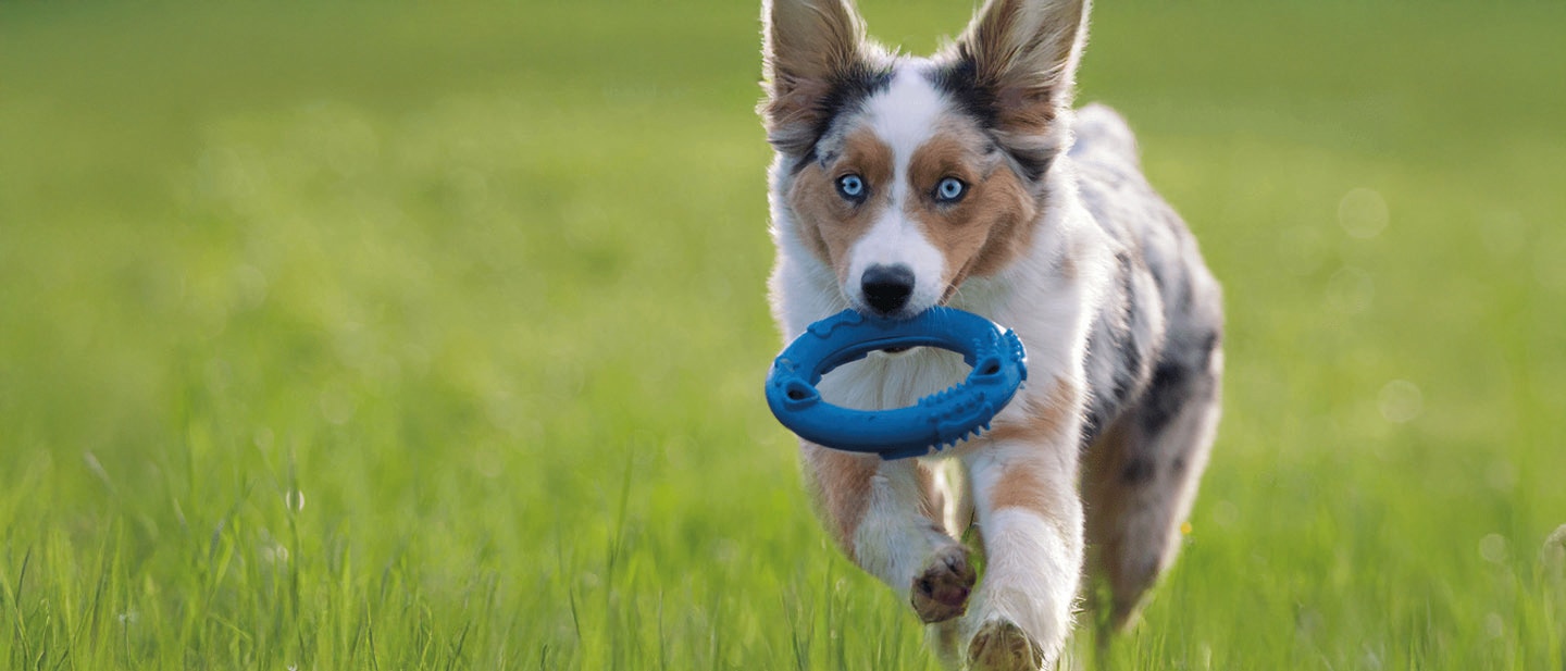 DAS BESTE SPIELZEUG FÜR IHREN WELPEN
