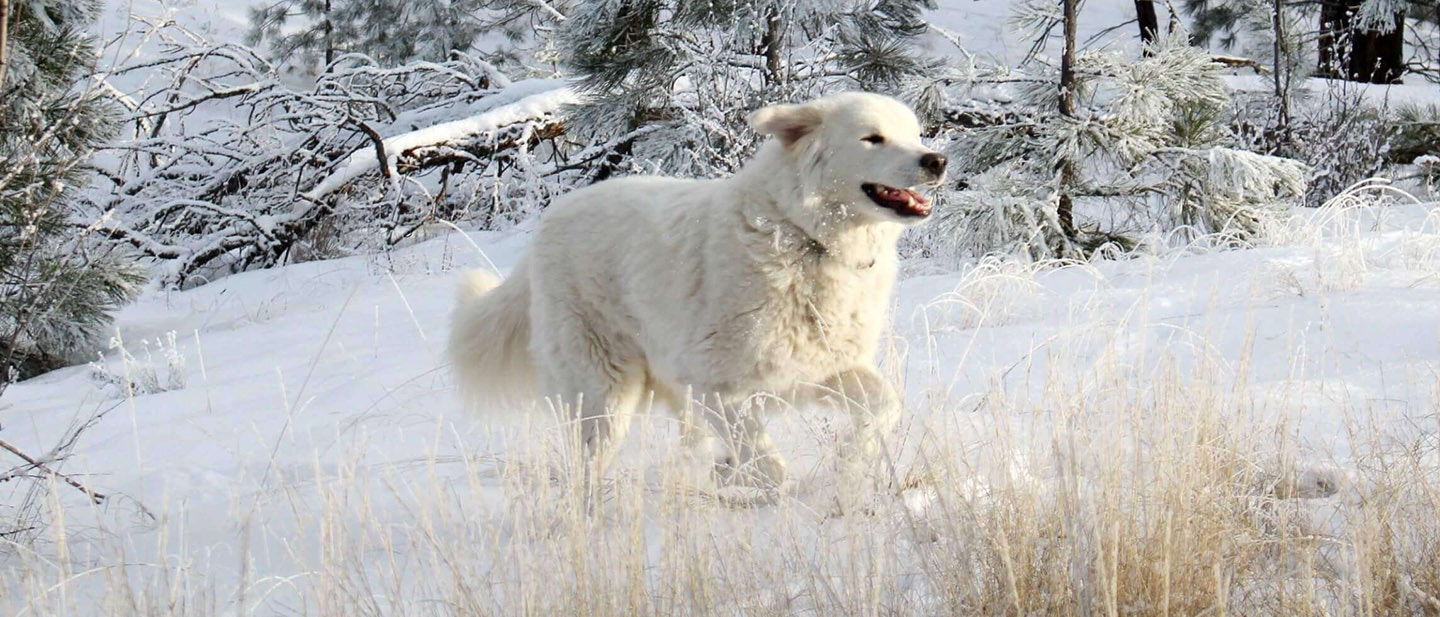 WIE KANN DIE RICHTIGE ERNÄHRUNG DIE NATÜRLICHEN ABWEHRKRÄFTE IHRES HUNDES UNTERSTÜTZEN?