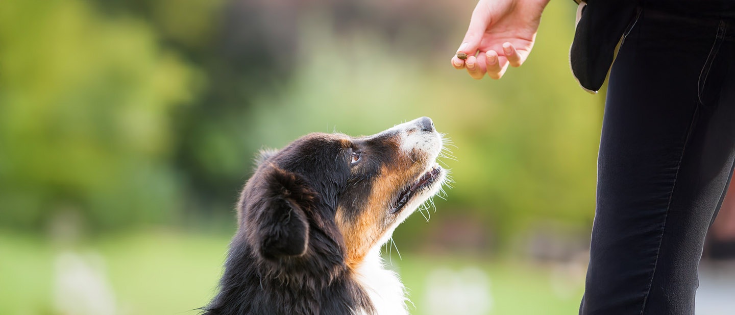 ÄNDERUNG DES SPEISEPLANS FÜR MEINEN HUND