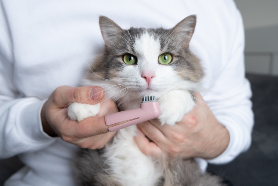 Katze mit Zahnbürste
