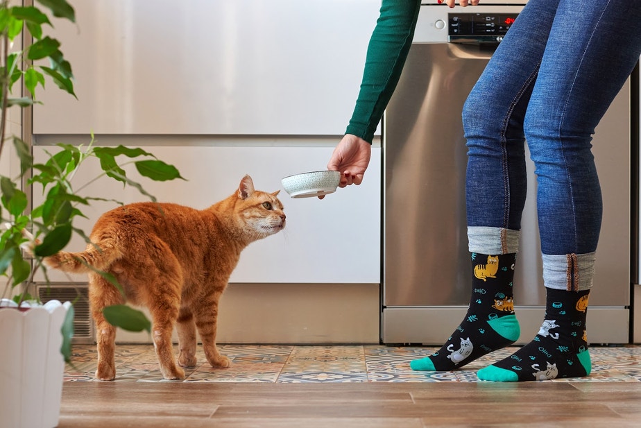 Orangefarbene Katze in der Küche schnuppert an einem Napf, den eine Person mit Katzenmotiv-Socken hält.