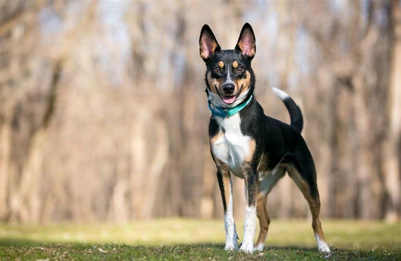 Hochstehender Hund mit erhobenen Ohren und Schwanz