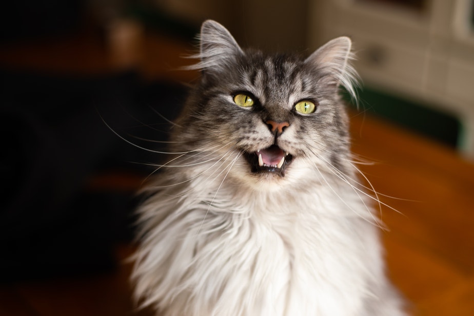 Maine Coon Katze mit gelben Augen, die miaut