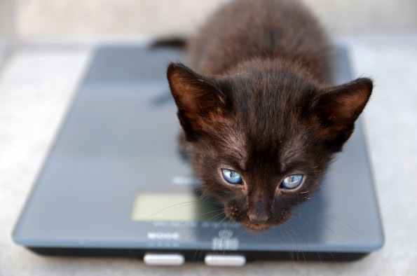 Schwarzes Kätzchen auf einer Waage