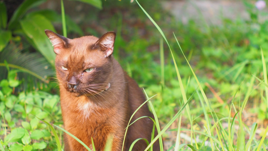 Braune Katze mit Nasenausfluss