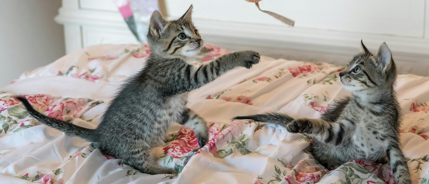 Katzenspielzeug selber machen: 8 DIY-Ideen | Perfect Fit DE