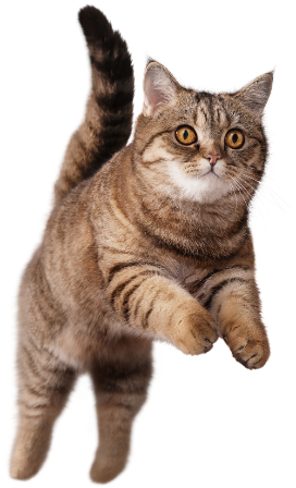 Perfect Fit brand imagery